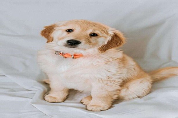 dog-5-768x1077-1-730x1024 (1)